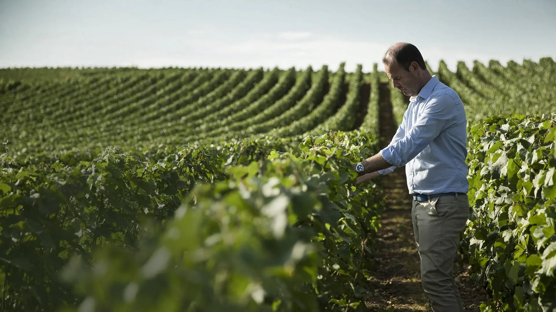 Le vigneron Vollereaux dans les vignes en Premier Cru, à Pierry